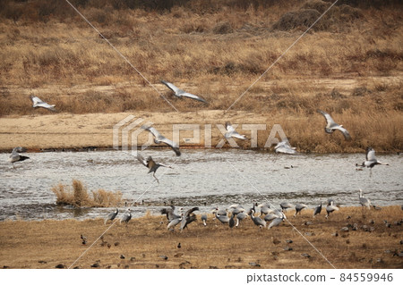 Gangwon-do, Cheorwon Crane Village, Cheorwon-gun, Birdwatching Gangwon-do, Cheorwon Crane Village, Cheorwon-gun, Birdwatching 84559946