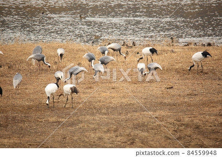 Gangwon-do, Cheorwon Crane Village, Cheorwon-gun, Birdwatching Gangwon-do, Cheorwon Crane Village, Cheorwon-gun, Birdwatching 84559948