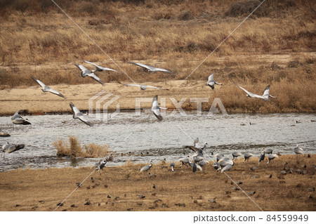 Gangwon-do, Cheorwon Crane Village, Cheorwon-gun, Birdwatching Gangwon-do, Cheorwon Crane Village, Cheorwon-gun, Birdwatching 84559949