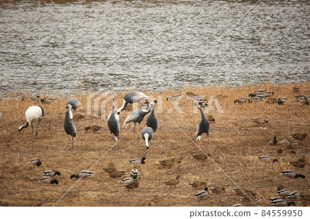 江原道、鐵原鶴村、鐵原郡、觀鳥 江原道、鐵原鶴村、鐵原郡、觀鳥 84559950