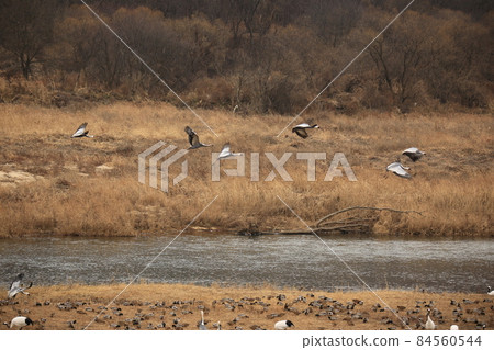 Gangwon-do, Cheorwon Crane Village, Cheorwon-gun, Birdwatching Gangwon-do, Cheorwon Crane Village, Cheorwon-gun, Birdwatching 84560544