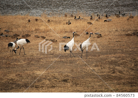 Gangwon-do, Cheorwon Crane Village, Cheorwon-gun, Birdwatching 84560573