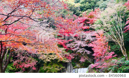 Bright autumn leaves Bright autumn leaves 84560968