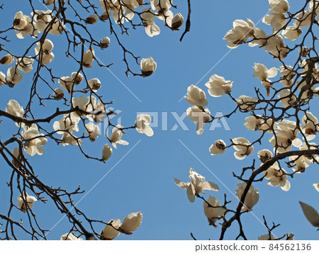 藍天和蓮花白色樹蓮花 84562136