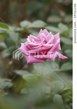 Arao City Ominous Citizen Flower Bed Rose Flower, 84562286