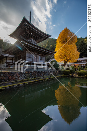 The best time to see the large ginkgo tree of Udo Kannon The best time to see the large ginkgo tree of Udo Kannon 84562378