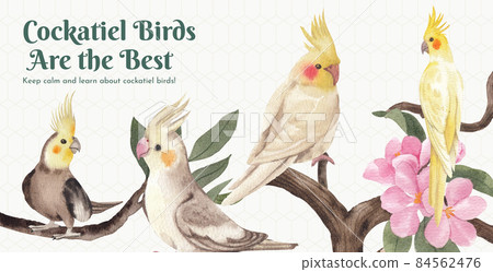 Billboard template with cockatiel bird concept,watercolor style Billboard template with cockatiel bird concept,watercolor style 84562476