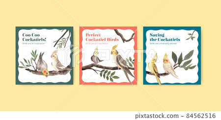 Banner template with cockatiel bird concept,watercolor style Banner template with cockatiel bird concept,watercolor style 84562516