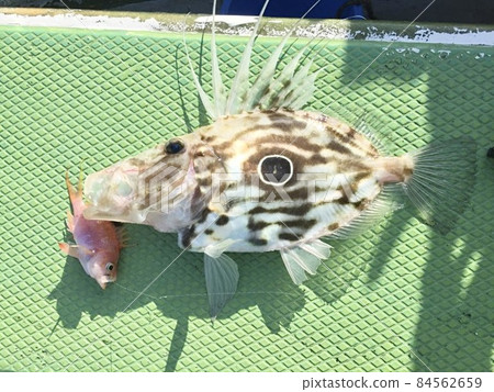 John Dory 釣魚 游泳釣魚 船釣 John Dory 釣魚 游泳釣魚 船釣 84562659