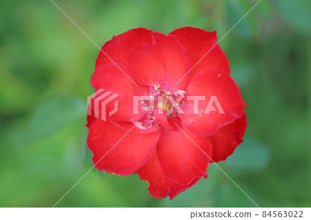 Beeffer's Rose Beeffer's Rose 84563022