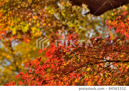 Autumn leaves 84563332