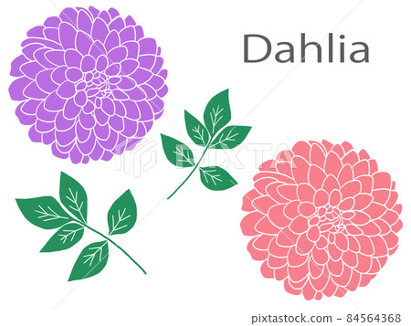 Flower dahlia i Flower dahlia i 84564368