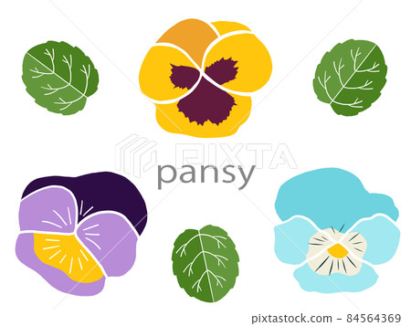 Flowers Pansy Flowers Pansy 84564369