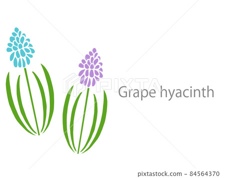 Hana Muscari Hana Muscari 84564370