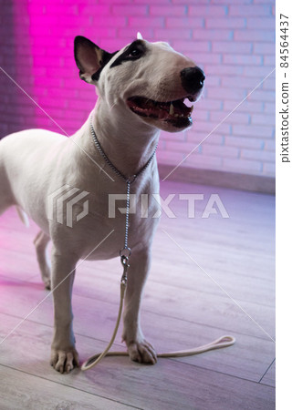 white bull terrier on a brick wall background in neon pink and blue white bull terrier on a brick wall background in neon pink and blue 84564437