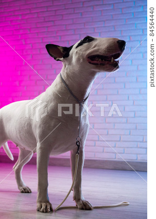 white bull terrier on a brick wall background in neon pink and blue white bull terrier on a brick wall background in neon pink and blue 84564440