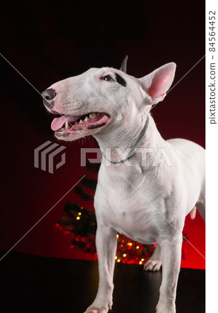 bull terrier dog on the background of a Christmas tree bull terrier dog on the background of a Christmas tree 84564452