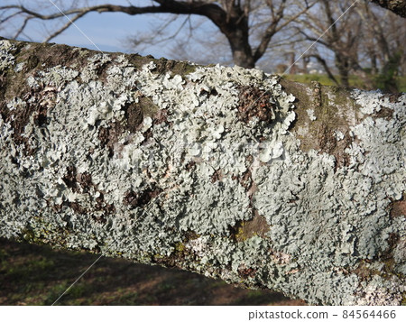 Lichen "Parmotrema tinctorum" that occurred on the branches of cherry blossoms 84564466