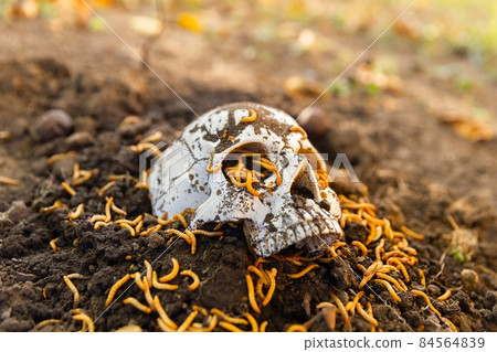 Maggots crawling on dead skull closeup photo 84564839