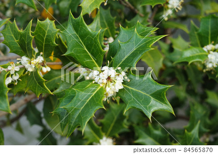 White flower 84565870