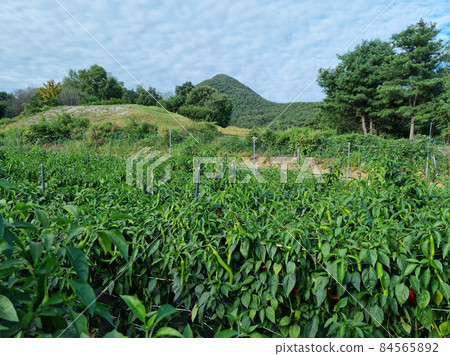 Pepper field 84565892