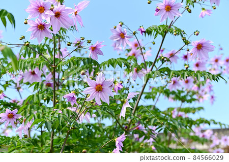 Emperor Dalia Emperor Dalia 84566029