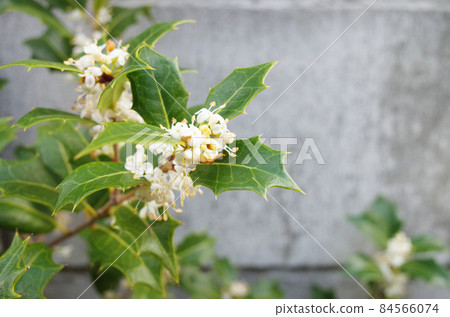 White flower 84566074