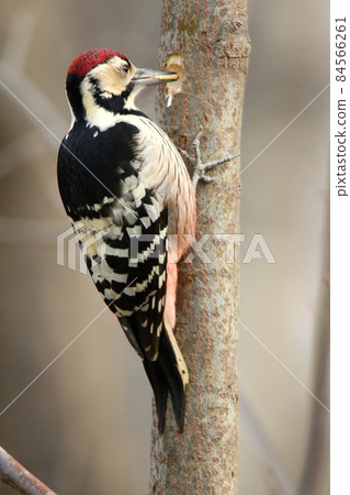 White-backed Woodpecker, Great Spotted Woodpecker, Great Spotted Woodpecker, Great Spotted Woodpecker, Hokkaido Wild Bird 84566261