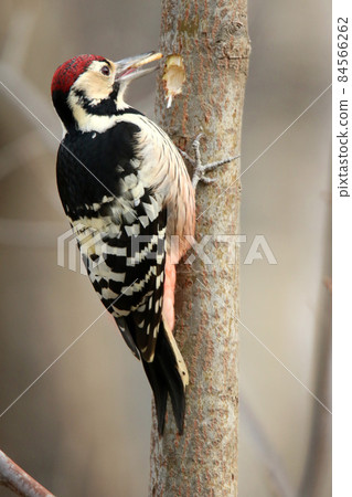 White-backed Woodpecker, Great Spotted Woodpecker, Great Spotted Woodpecker, Great Spotted Woodpecker, Hokkaido Wild Bird 84566262