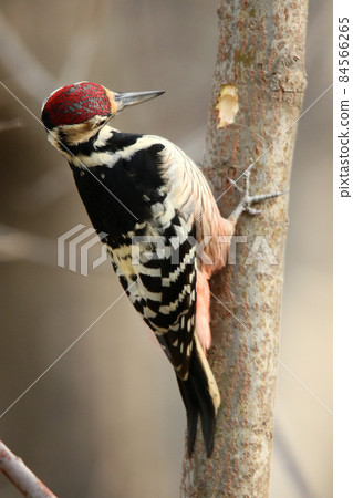 White-backed Woodpecker, Great Spotted Woodpecker, Great Spotted Woodpecker, Great Spotted Woodpecker, Hokkaido Wild Bird White-backed Woodpecker, Great Spotted Woodpecker, Great Spotted Woodpecker, Great Spotted Woodpecker, Hokkaido Wild Bird 84566265