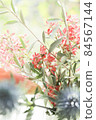 花 84567144