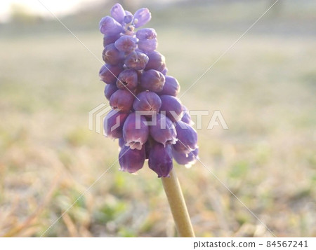 A small purple flower that blooms quietly in the field A small purple flower that blooms quietly in the field 84567241
