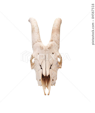 Skull of a male goat farm animal in full face isolated 84567318