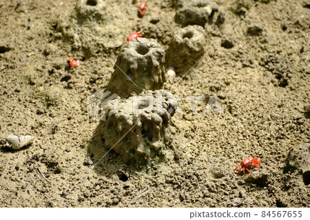 Discover the great power of fiddler crab in the Shimajiri mangrove forest on Miyakojima Discover the great power of fiddler crab in the Shimajiri mangrove forest on Miyakojima 84567655
