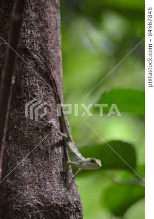 Okinawa Kinobori lizard Diploderma polygonatum polygonatum Okinawa Kinobori lizard Diploderma polygonatum polygonatum 84567848
