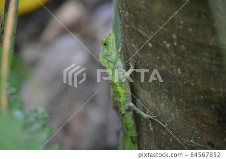 Okinawa Kinobori lizard Diploderma polygonatum polygonatum Okinawa Kinobori lizard Diploderma polygonatum polygonatum 84567852