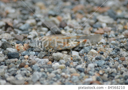 Kawarabata Sphingonotus japonicus 84568210