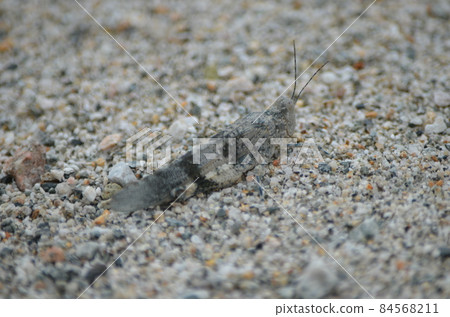 Kawarabata Sphingonotus japonicus 84568211