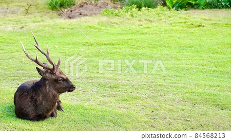 Male Kerama deer boss on Aka Island, Kerama Islands, Okinawa Prefecture 84568213