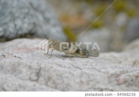 Kawarabata Sphingonotus japonicus Kawarabata Sphingonotus japonicus 84568216