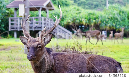 Male Kerama deer boss on Aka Island, Kerama Islands, Okinawa Prefecture Male Kerama deer boss on Aka Island, Kerama Islands, Okinawa Prefecture 84568218