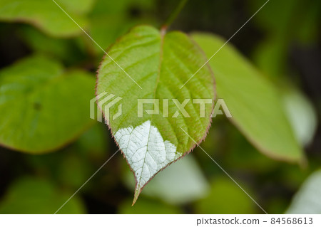 White and green leaves of creeper Actinidia kolomikta or variegated-leaf hardy kiwi. White and green leaves of creeper Actinidia kolomikta or variegated-leaf hardy kiwi. 84568613