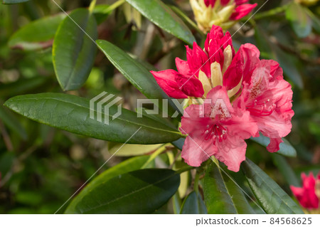 Pink rhododendron flowers in the park, Finland Pink rhododendron flowers in the park, Finland 84568625