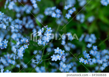 Forget-me-not Myosotis flowers blooming in the forest 84568688