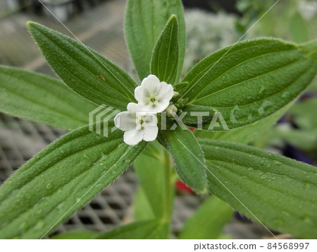 Japanese purple flowers 84568997