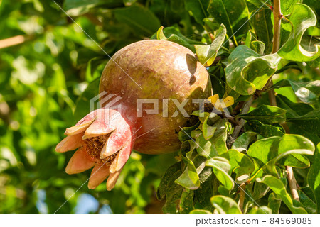 The Crimean Peninsula. July 21, 2021. Pomegranate fruits grow ripe on a tree in the city park of Sudak. 84569085