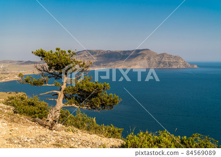 The Republic of Crimea. July 18, 2021. A small lonely twisted tree on the slope of Mount Alchak in Sudak against the background of the Black Sea coast. 84569089