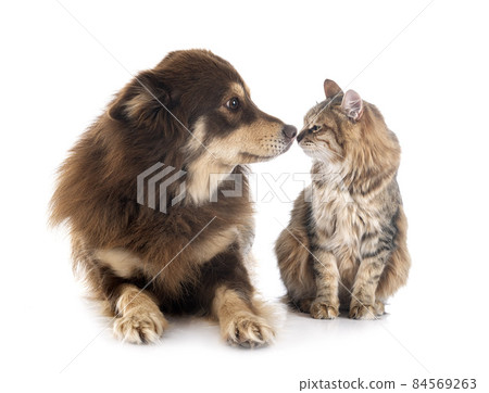 Finnish Lapphund and cat 84569263