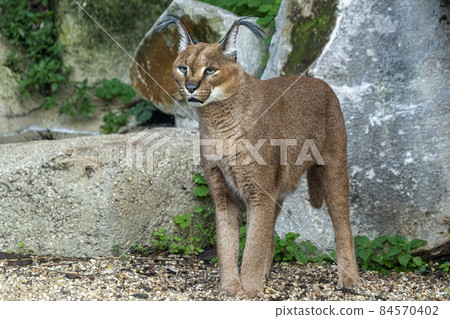 Caracal big cat portrait looking at you 84570402