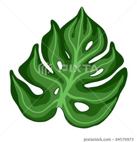 Monstera plant leaves. Tropical palm leaf 84570973